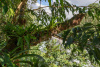 COT_077_0589
