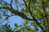 COT_085_0598