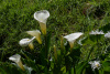 COT_101_1090
