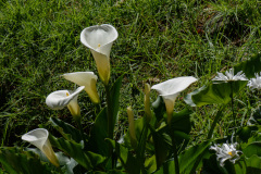 COT_101_1090