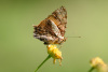 COT_102_1098