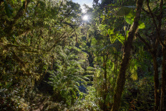 COT_109_0736