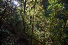 COT_111_0741
