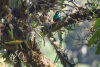 COT_114_0782