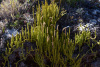 COT_149_1065