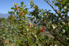 COT_154_1104