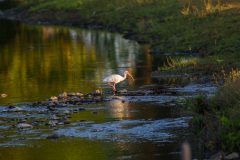 COT_181_1226