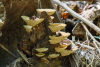 COT_304_1815