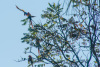COT_334_2031