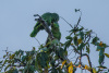 COT_336_1197