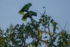 COT_337_1213