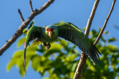 COT_344_2042