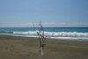 COT_375_2191