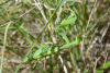 kra_0743_r