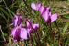 kra_0843a_r