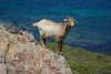 image017_r36