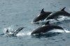 dsc_2190_4_r