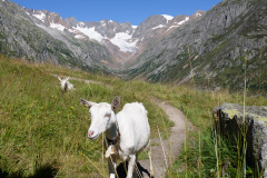 GOE_0027