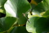 GOE_0118