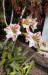 GOM_0394