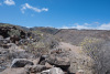 GOM_0285