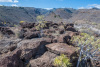 GOM_0293