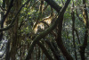 GOM_0699