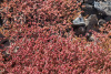 GOM_1400