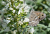 gc1_0907