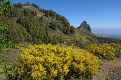 GCL_0516