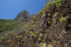 GCL_0547