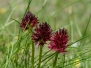 gsponblumen