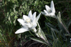 GSP_0400