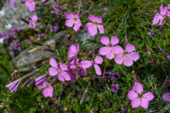 GSP_0448