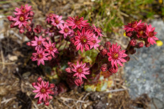 GSP_0450