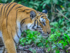IND_0586