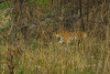 IND_0628