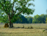 IND_1762-Pano