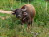 IND_0540