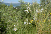 CRO_0416