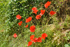 CRO_0907