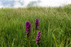 tmb_0221_1_r