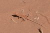 nam_0429_1_r16
