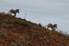 nam_1581_1_r16