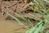 nam_2014a_1_r16