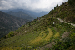 NPL_0599