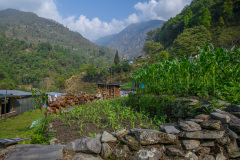 NPL_1203