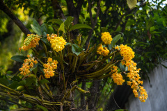 NPL_1235