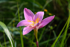 NPL_1241