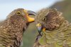 cmar_0057_4jpg_r